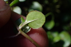 Epilobium nerteroides
