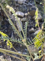 Astragalus trichopodus antisellii