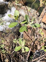 Salix delnortensis