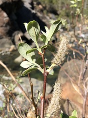 Salix delnortensis