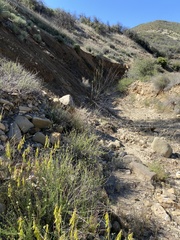 Astragalus trichopodus antisellii