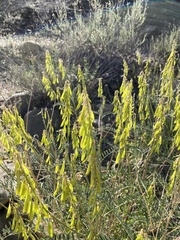 Astragalus trichopodus antisellii