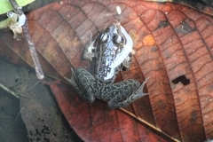 Lithobates brownorum