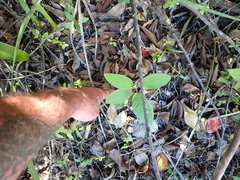 Pomaderris hamiltonii