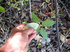 Pomaderris hamiltonii