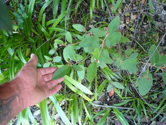 Pomaderris hamiltonii