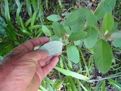 Pomaderris hamiltonii