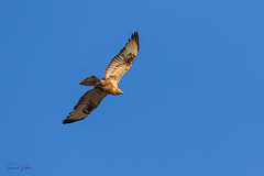 Buteo rufinus