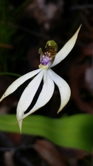 Praecoxanthus aphyllus