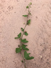 Passiflora sagasteguii