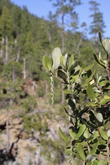 Garrya buxifolia