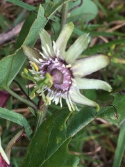 Passiflora sagasteguii