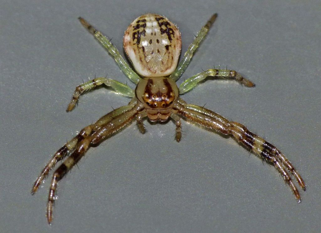 Diaea ambara