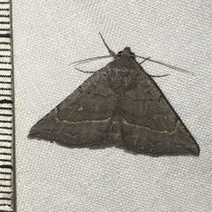 Lesmone griseipennis