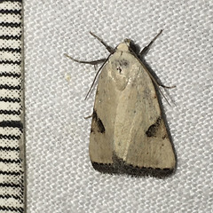 Micrathetis costiplaga