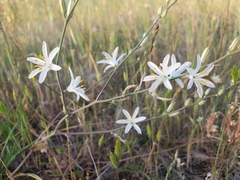 Chlorogalum angustifolium