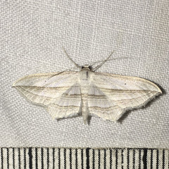 Arcobara multilineata