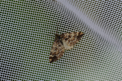 Enchoria lacteata
