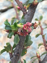 Ribes cuneifolium
