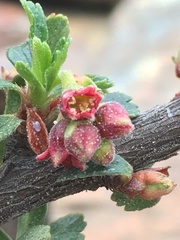 Ribes cuneifolium
