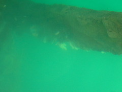 Eudistoma elongatum