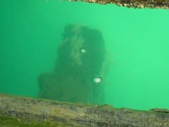 Eudistoma elongatum