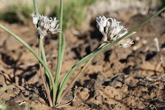 Allium macropetalum