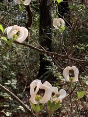 Cornus florida urbiniana