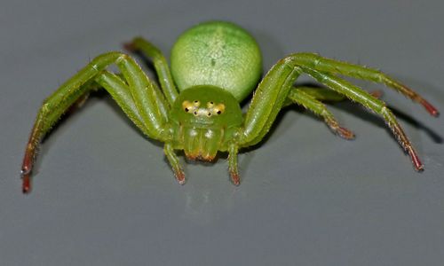 Diaea albolimbata