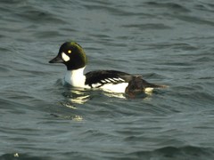 Bucephala clangula × islandica