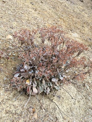 Eriogonum robustum