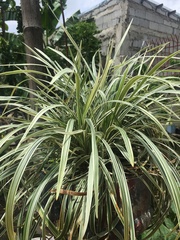 Chlorophytum comosum