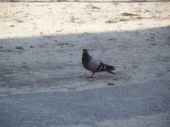 Columba livia domestica