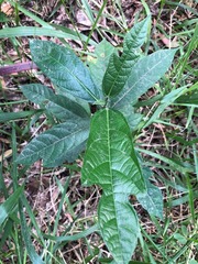 Ficus fraseri
