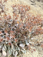 Eriogonum robustum