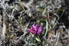 Allium scilloides