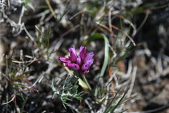 Allium scilloides