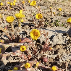 Tussilago farfara