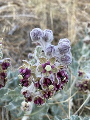 Asclepias californica californica