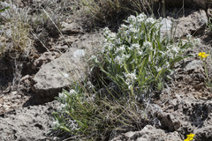 Oreocarya suffruticosa