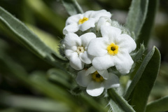 Oreocarya suffruticosa