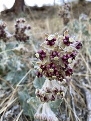 Asclepias californica californica