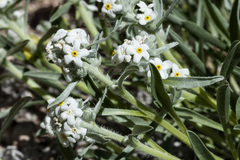 Oreocarya suffruticosa