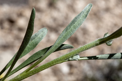 Oreocarya suffruticosa