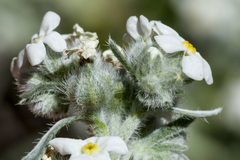 Oreocarya suffruticosa