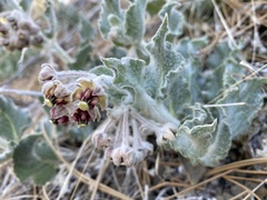 Asclepias californica californica