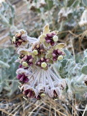 Asclepias californica californica