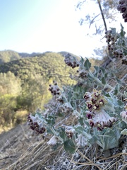 Asclepias californica californica