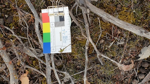 Image of Genoplesium rufum by (c) Rosalie Lawrence, some rights reserved (CC BY)