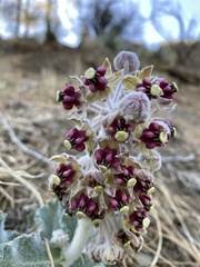 Asclepias californica californica